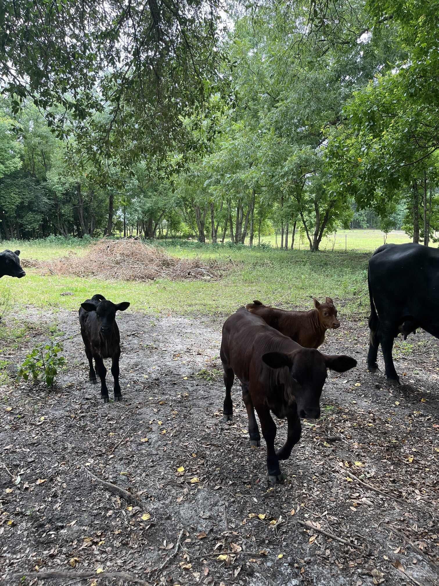 A group of cows walking along a dirt road, surrounded by greenery and open fields