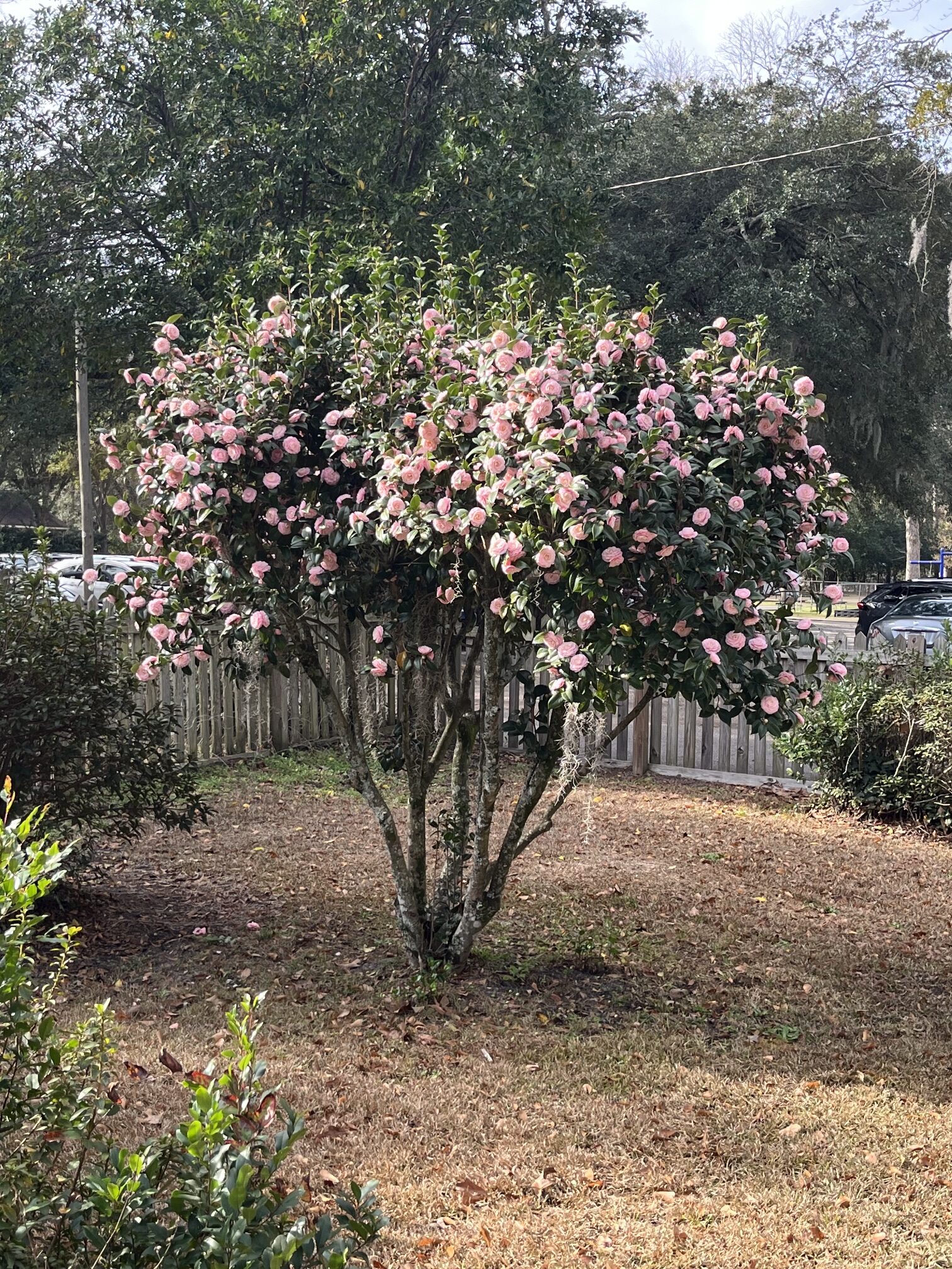 A tree adorned with vibrant pink flowers stands prominently in a well-maintained yard