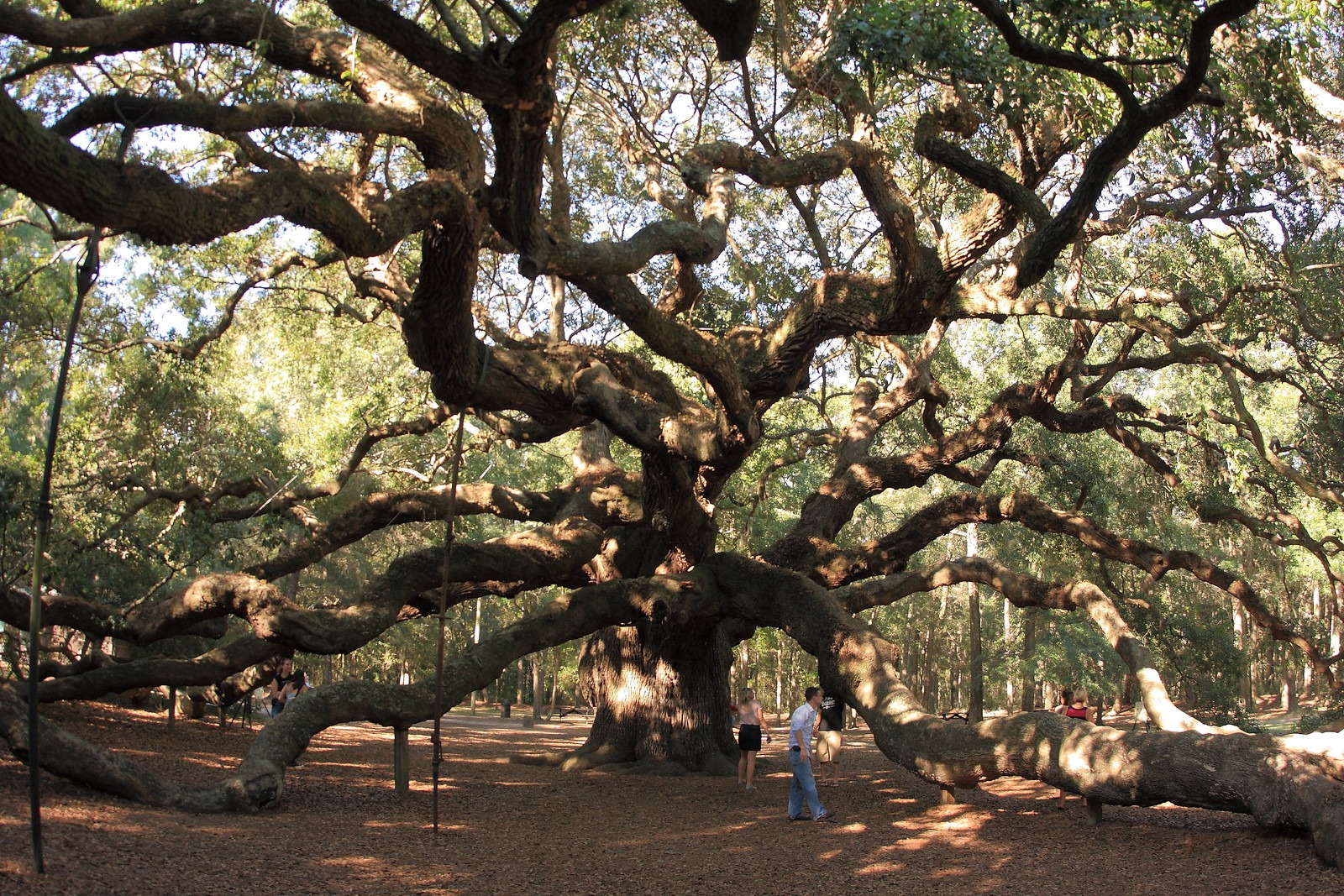 Angel Oak Tree]