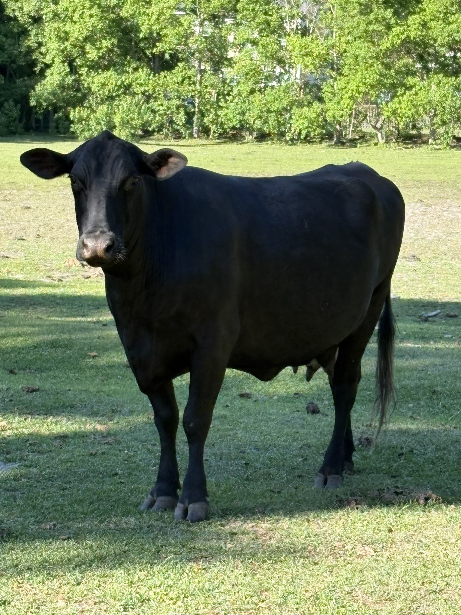 A black cow stands in a grassy field, surrounded by lush green grass under a clear blue sky